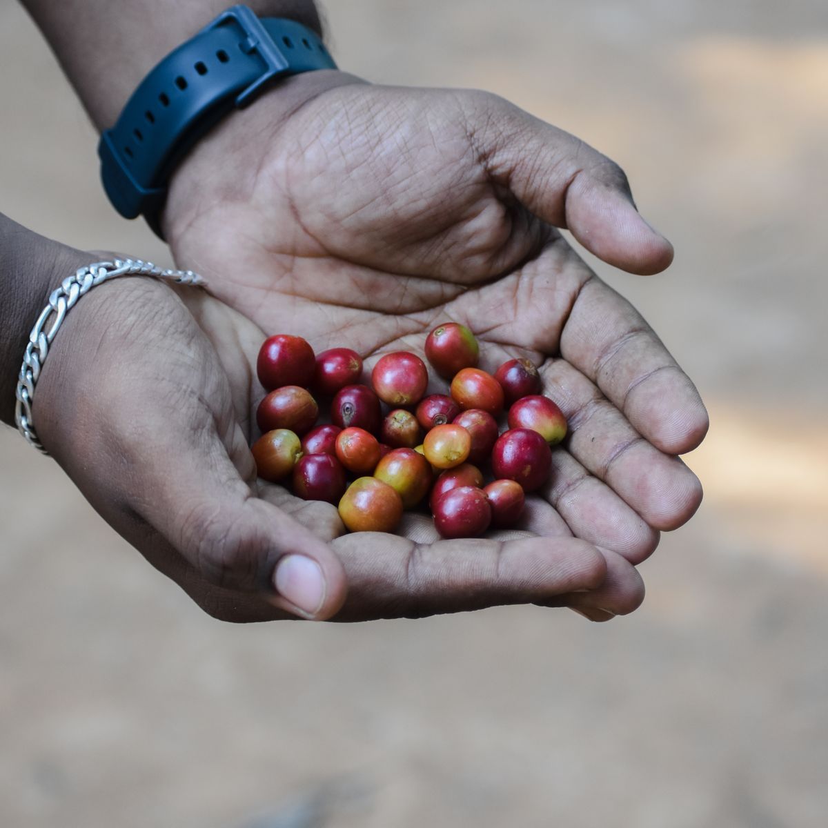 Bourbon del Norte — bolsa de café de Santa Ana, El Salvador